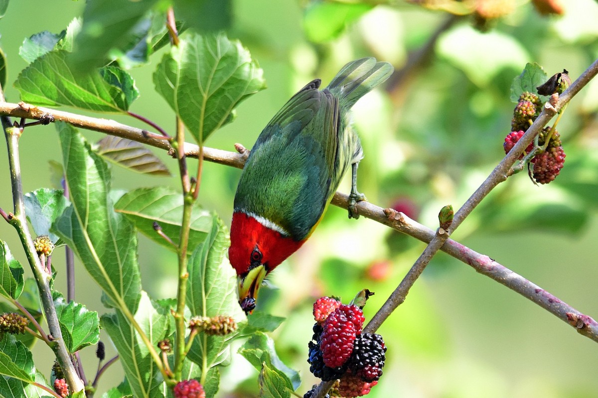 Red-headed Barbet - ML89412951