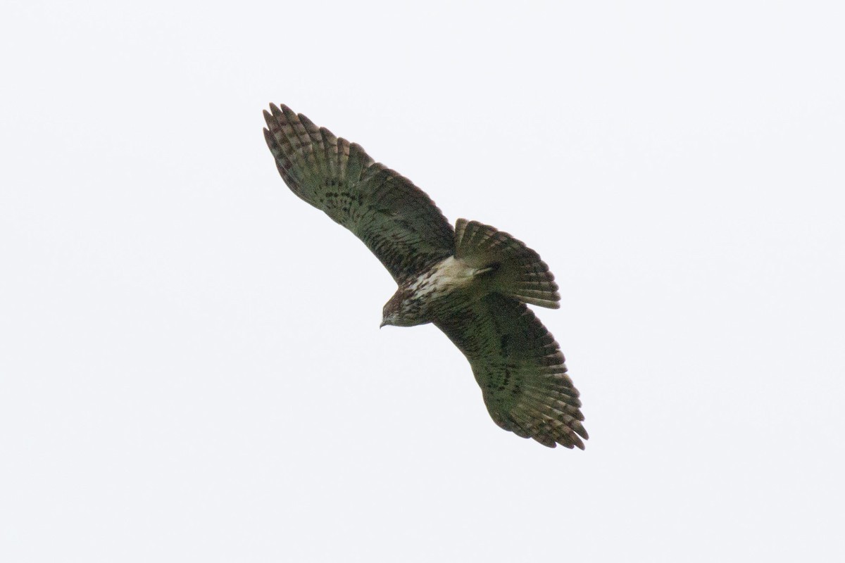 Pygmy Eagle - ML89415211