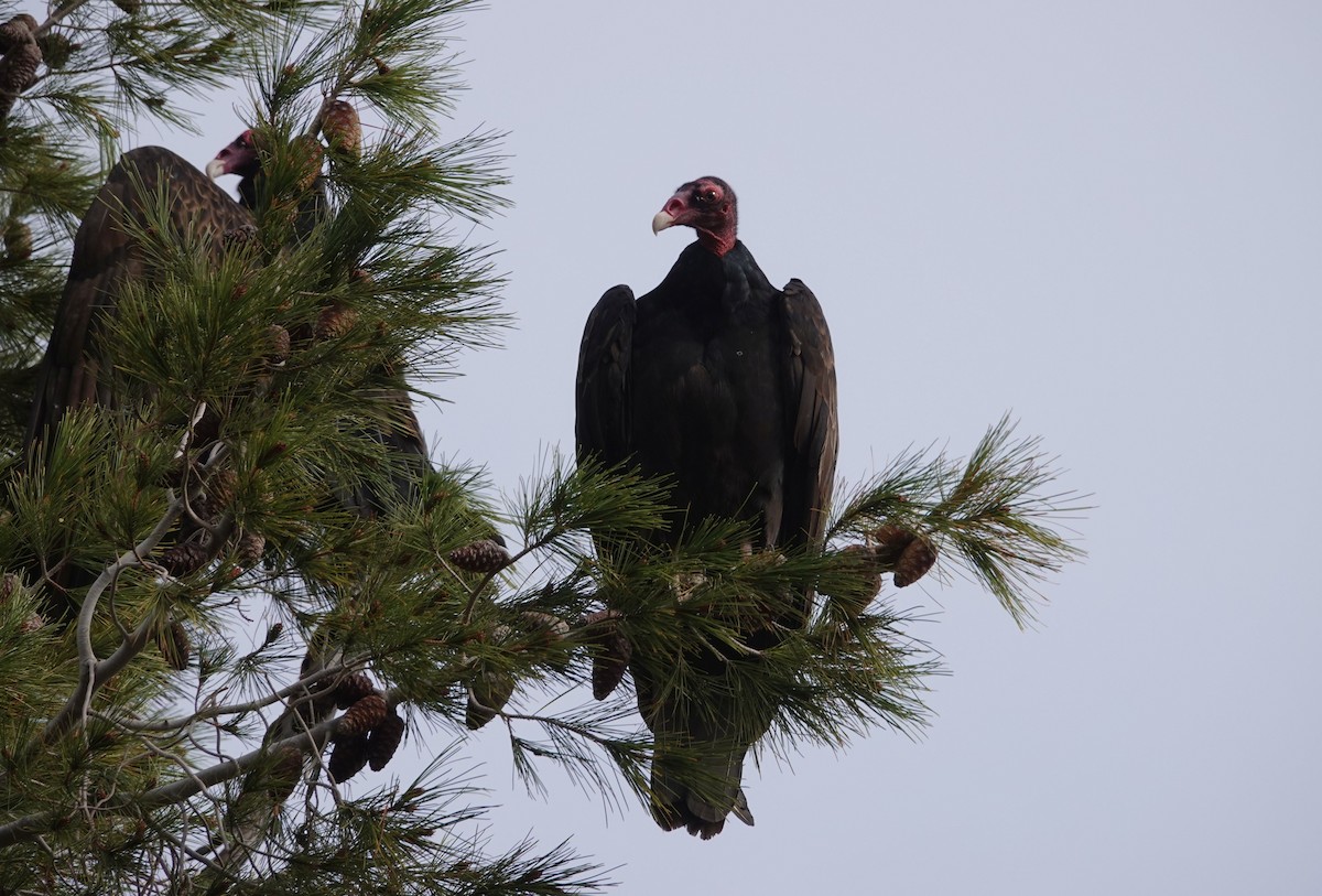 Turkey Vulture - ML89415281