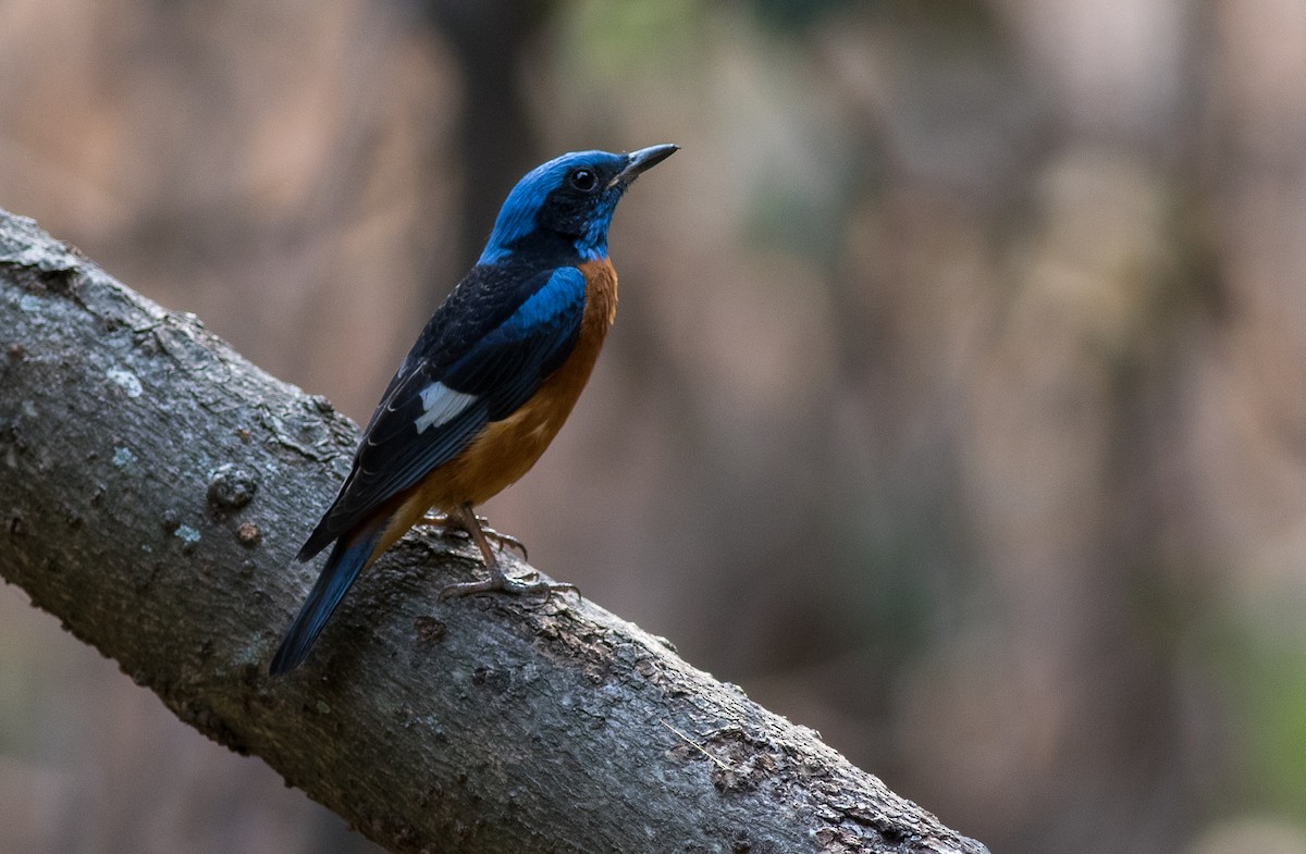 Blue-capped Rock-Thrush - abhishek ravindra