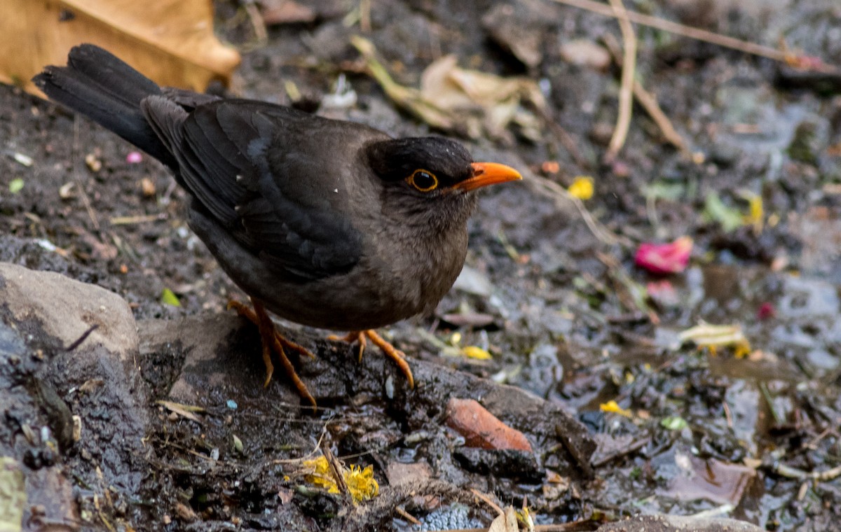 Indian Blackbird - ML89415971