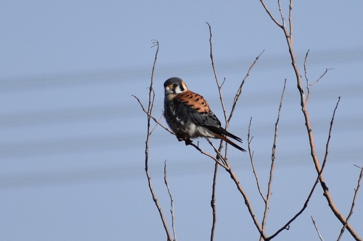 American Kestrel - ML89416951