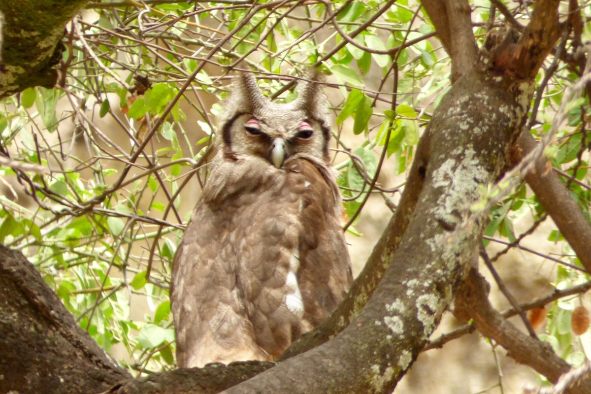 Verreaux's Eagle-Owl - ML89417071