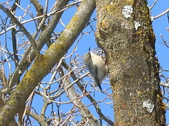 Pygmy Nuthatch - ML89418931