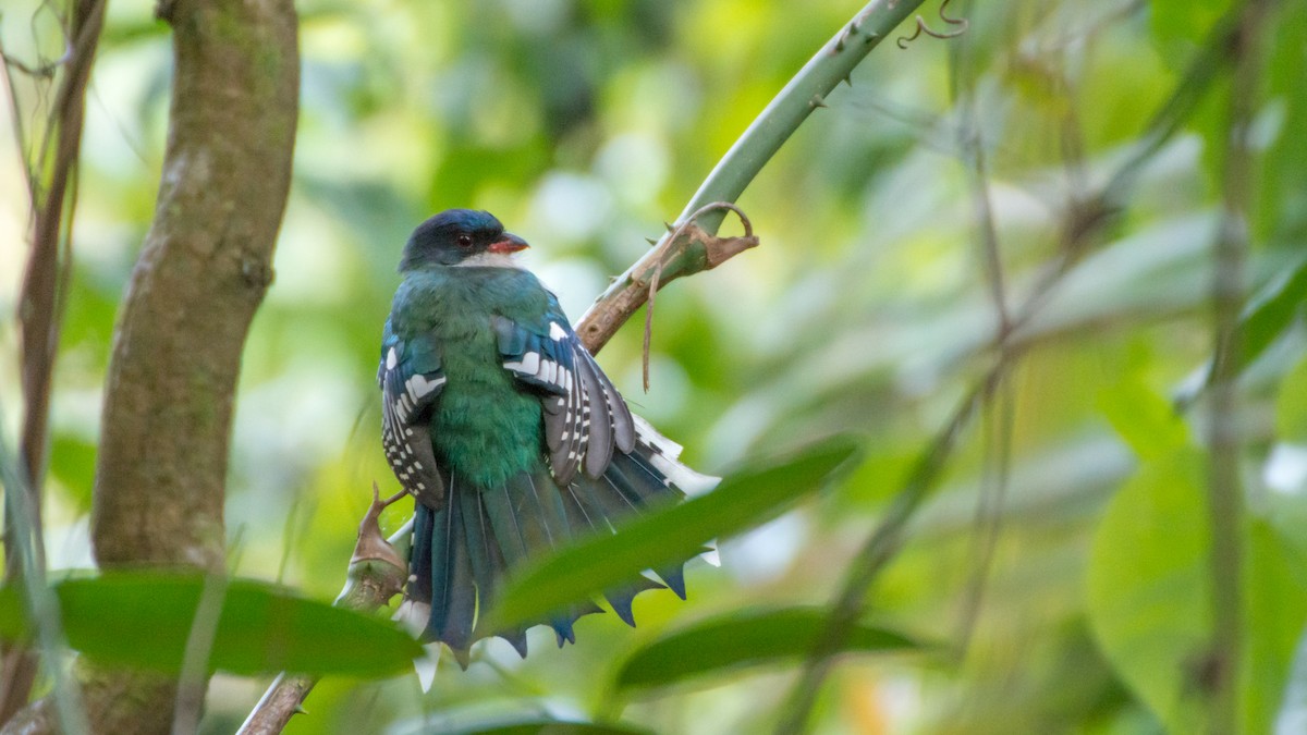 Cuban Trogon - ML89419661