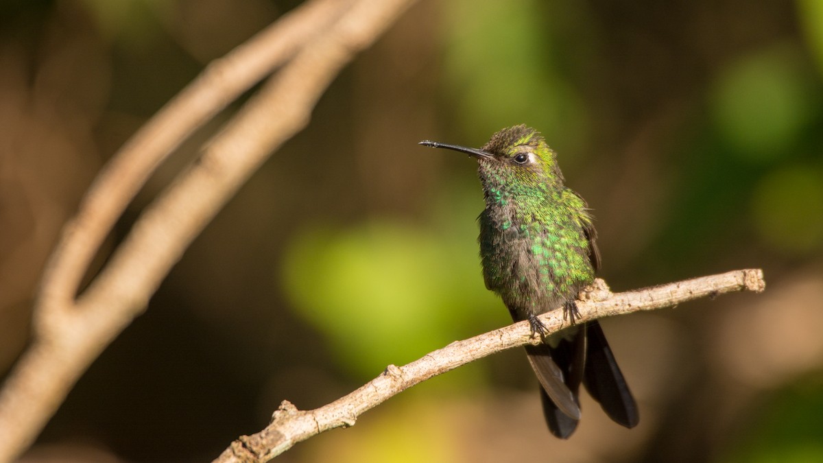 Cuban Emerald - ML89419731