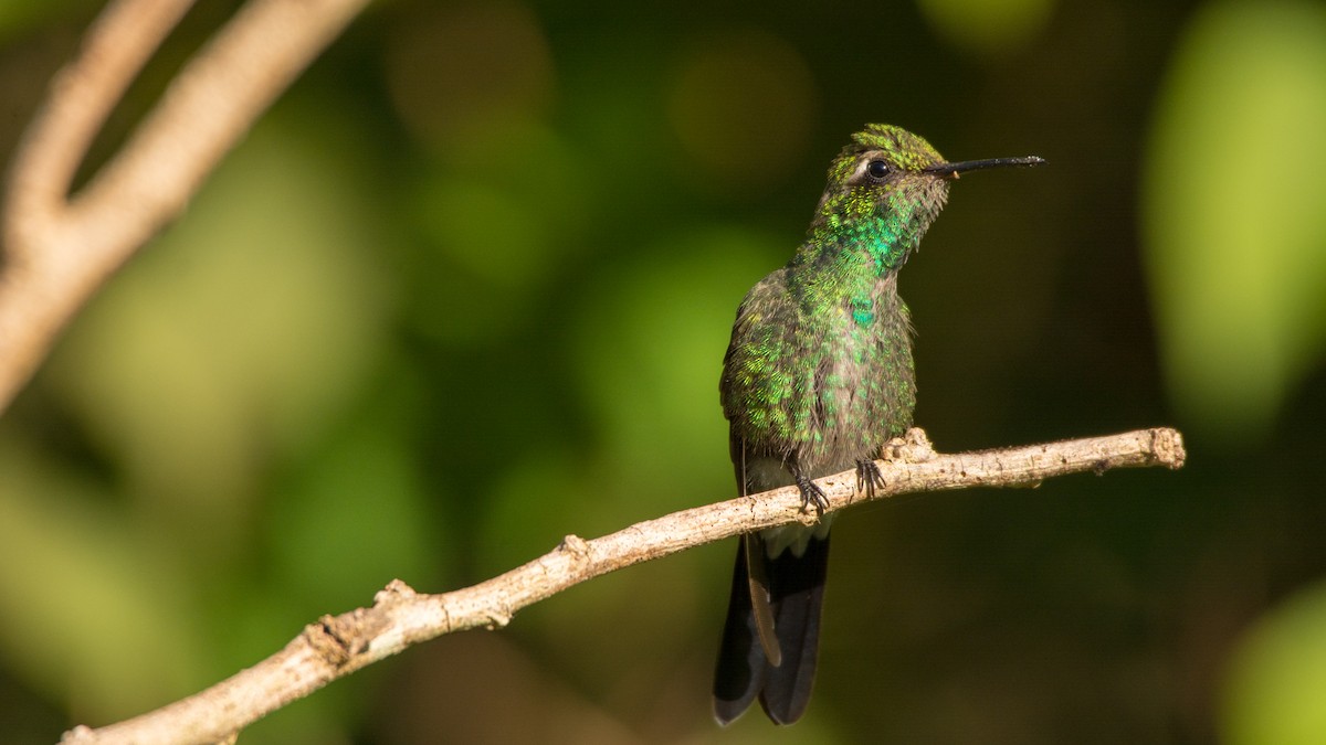 Cuban Emerald - ML89419741