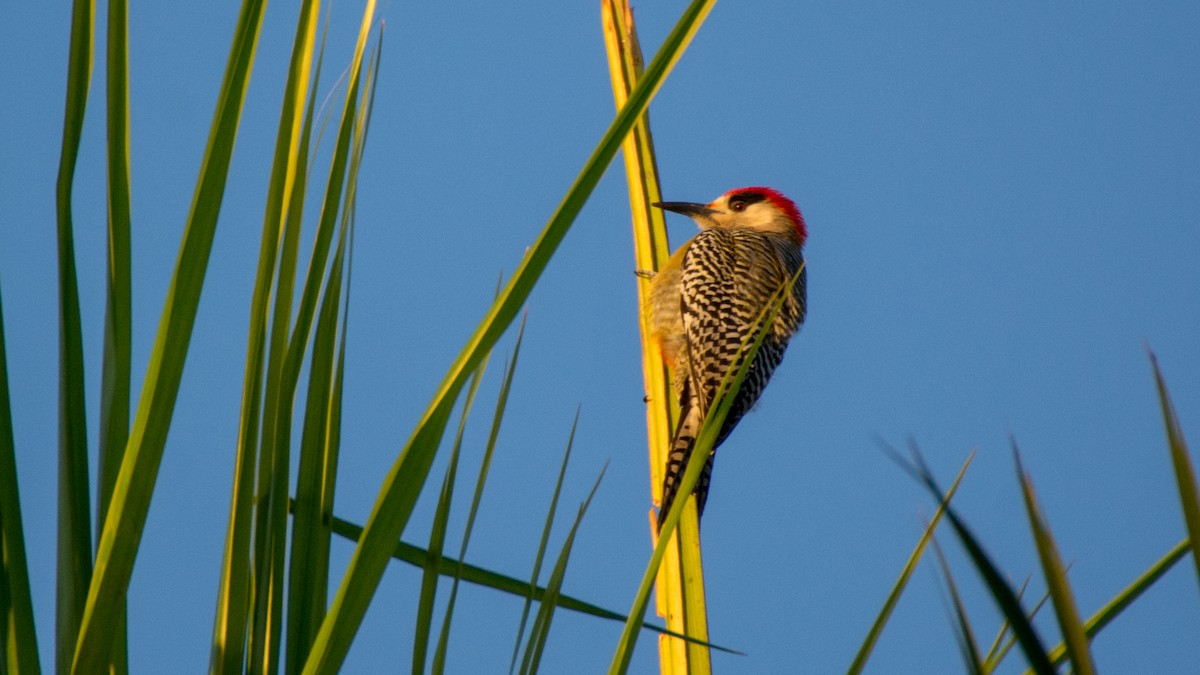 West Indian Woodpecker - ML89419871