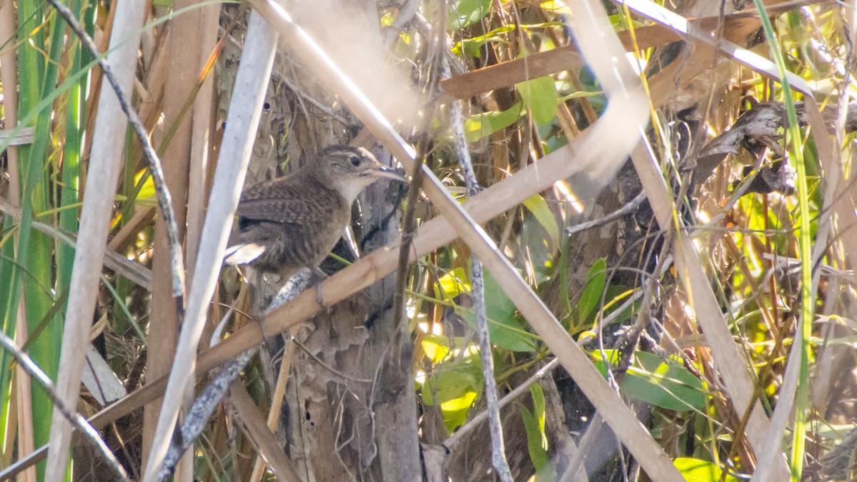 Zapata Wren - ML89419961