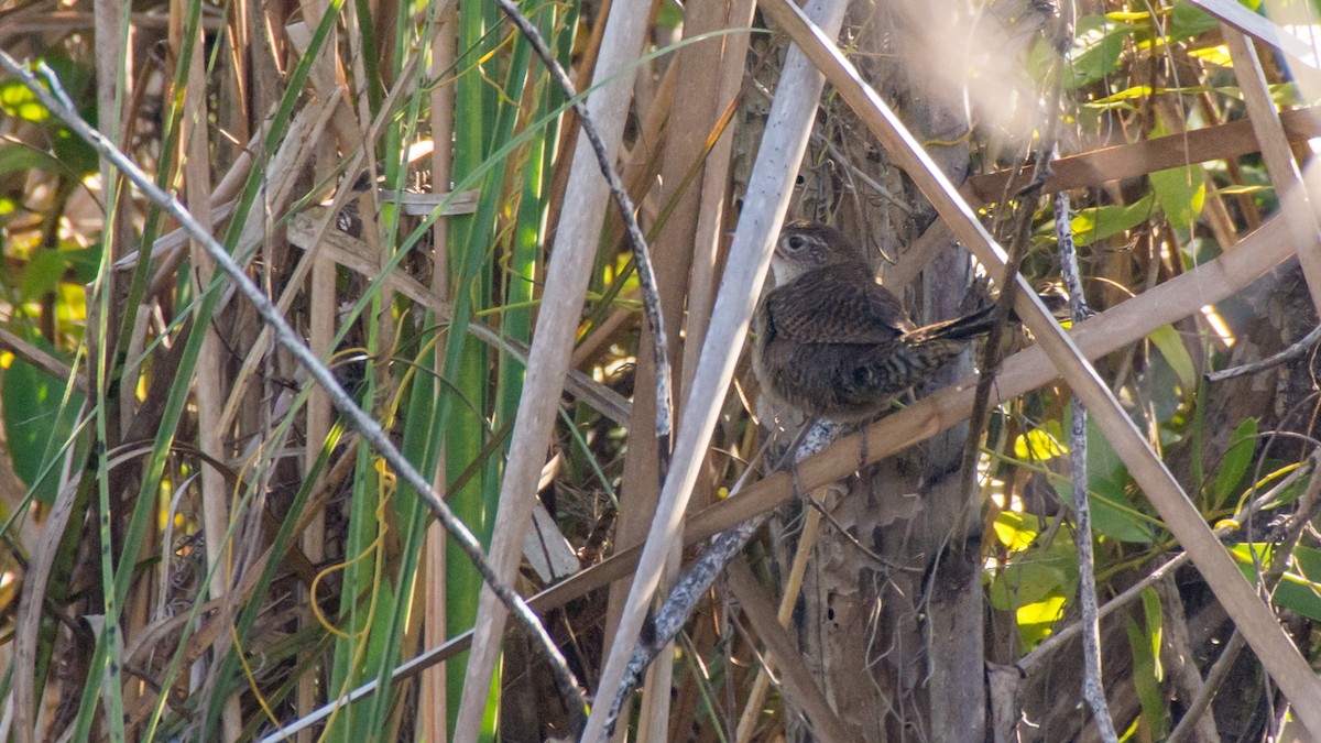 Zapata Wren - Jean-Sébastien Guénette