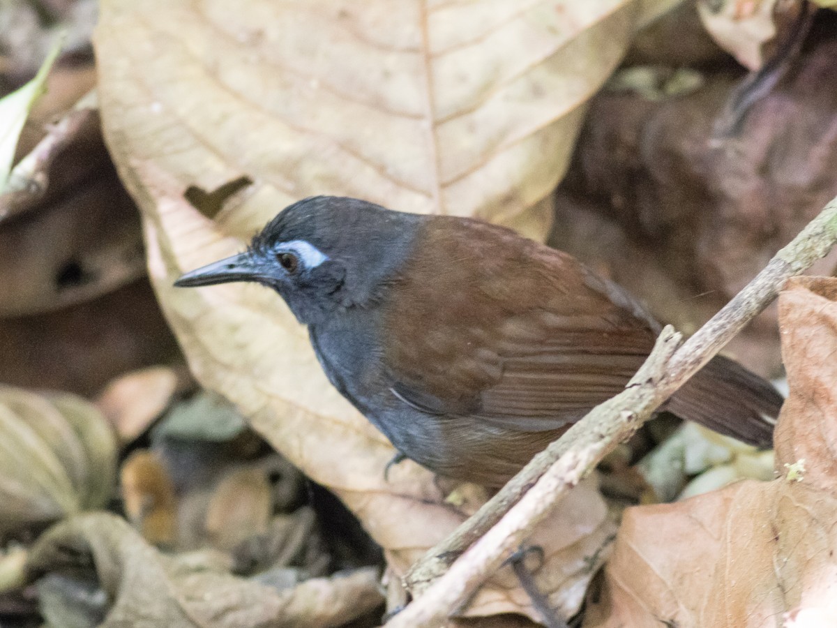 Chestnut-backed Antbird - ML89422241