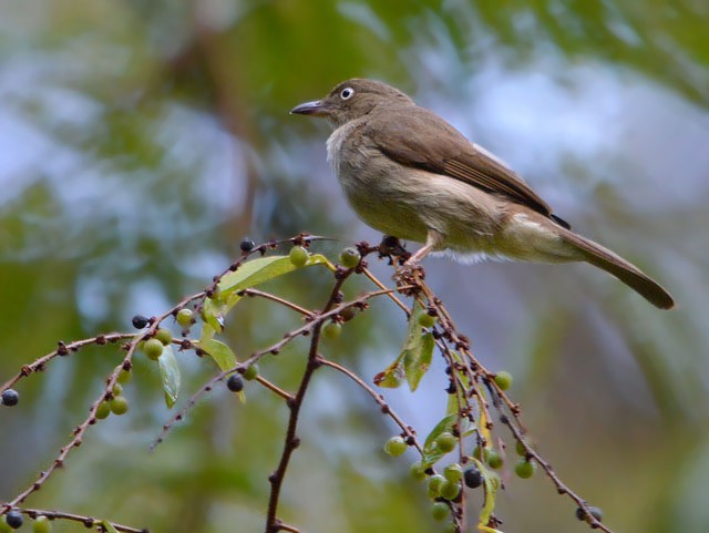 Cream-vented Bulbul - Choy Wai Mun