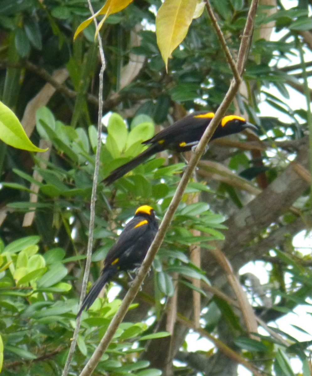 Oriole à épaulettes (chrysocephalus) - ML89422761