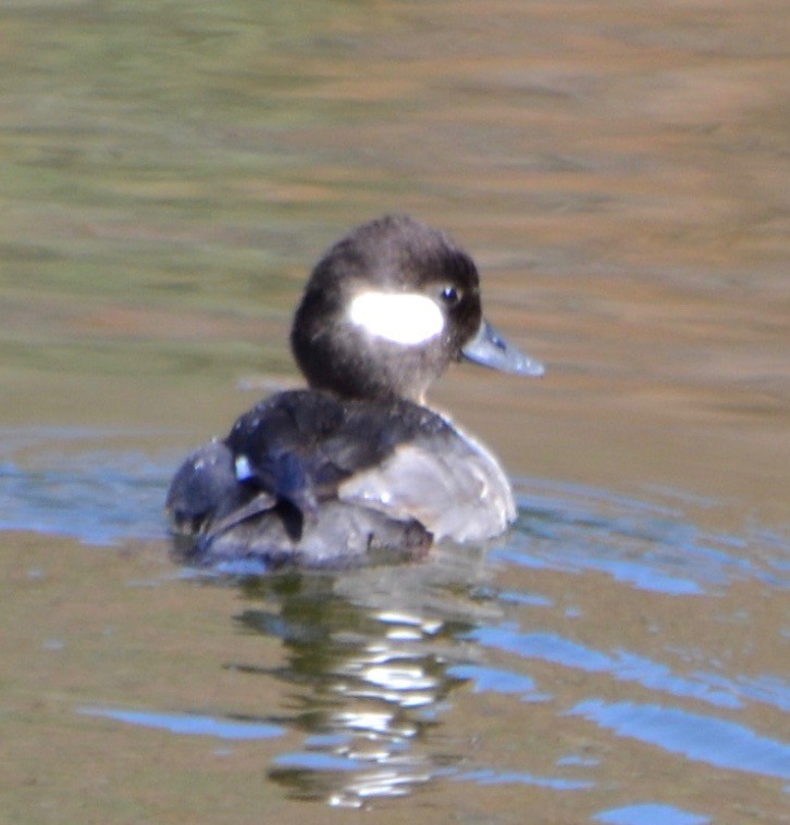 Bufflehead - ML89422901