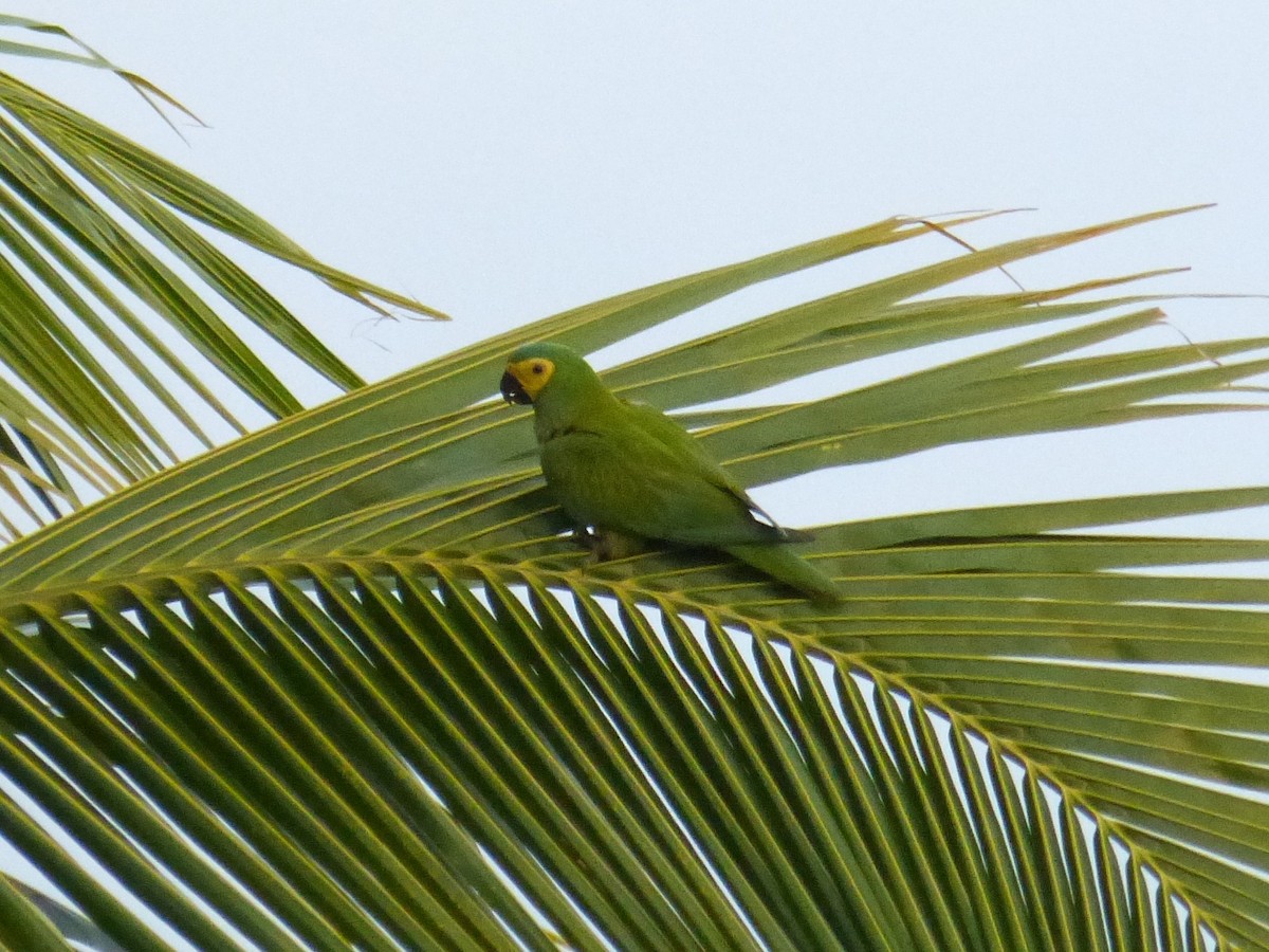 Red-bellied Macaw - Terry Rosenmeier