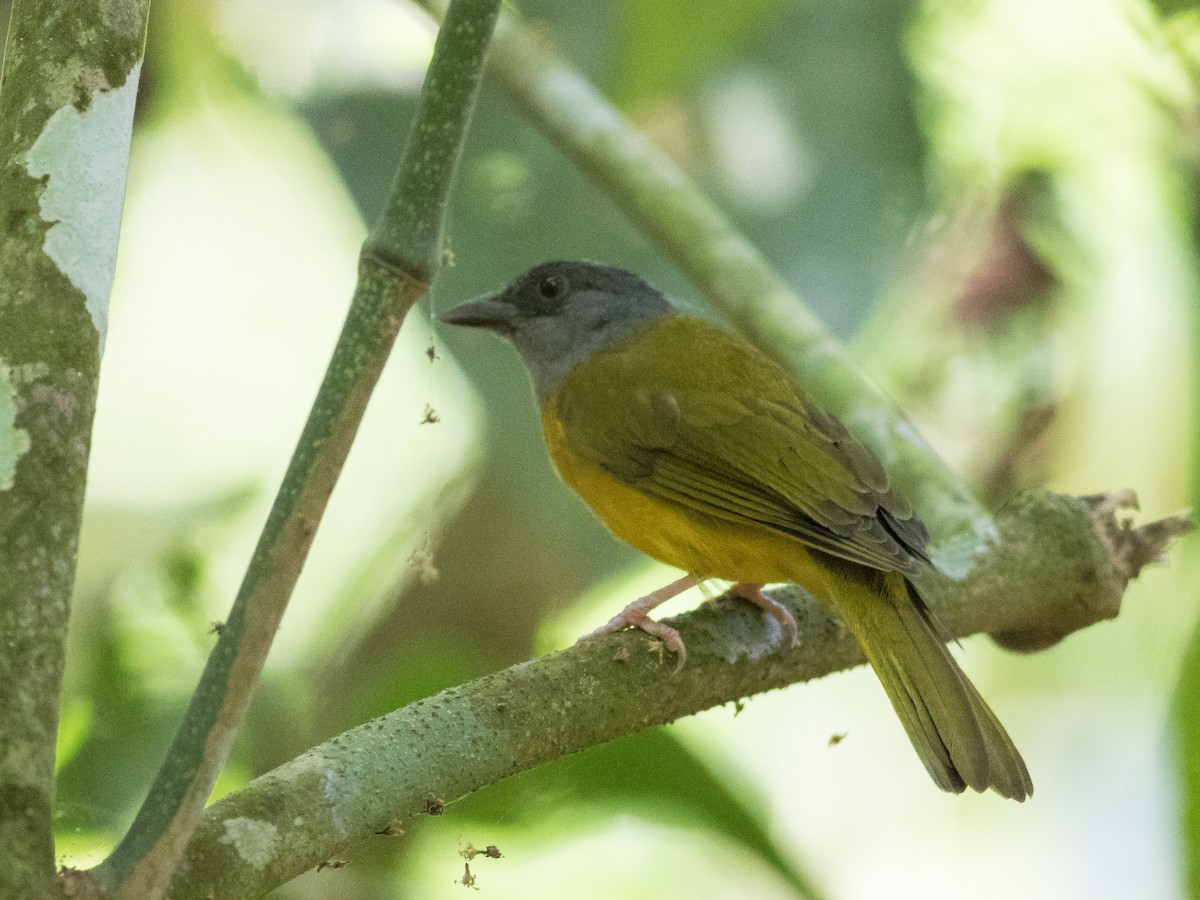 Gray-headed Tanager - matthew sabatine