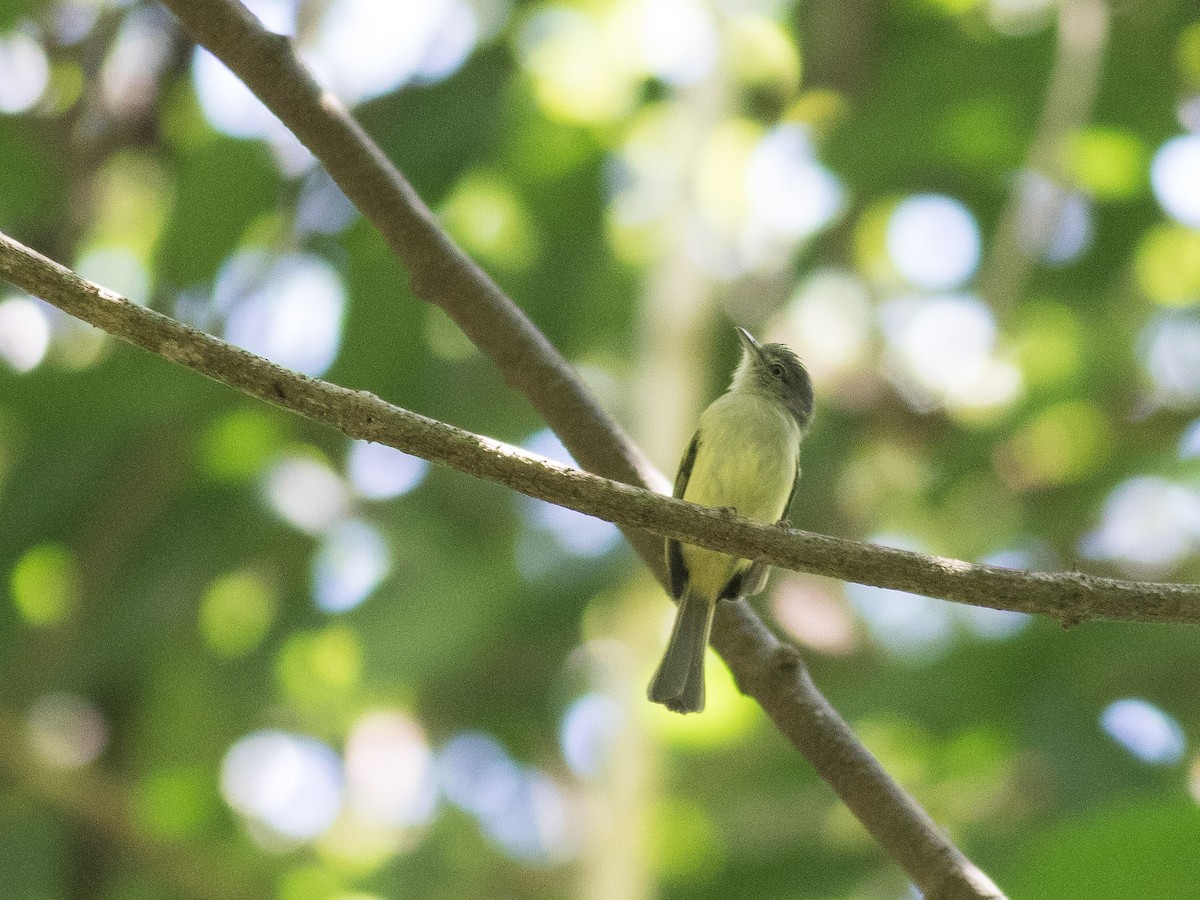 Yellow-olive Flatbill - ML89423971