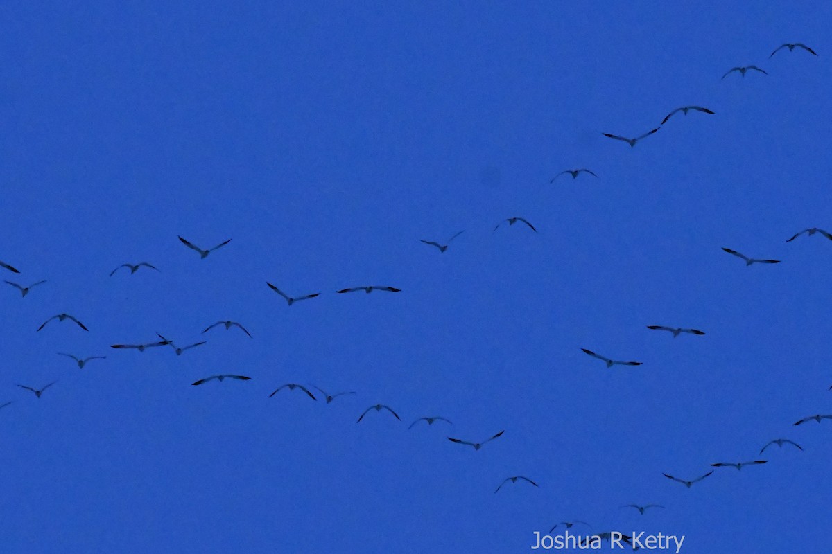 Snow Goose - ML89424261