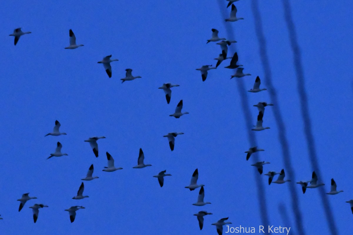 Snow Goose - ML89424271