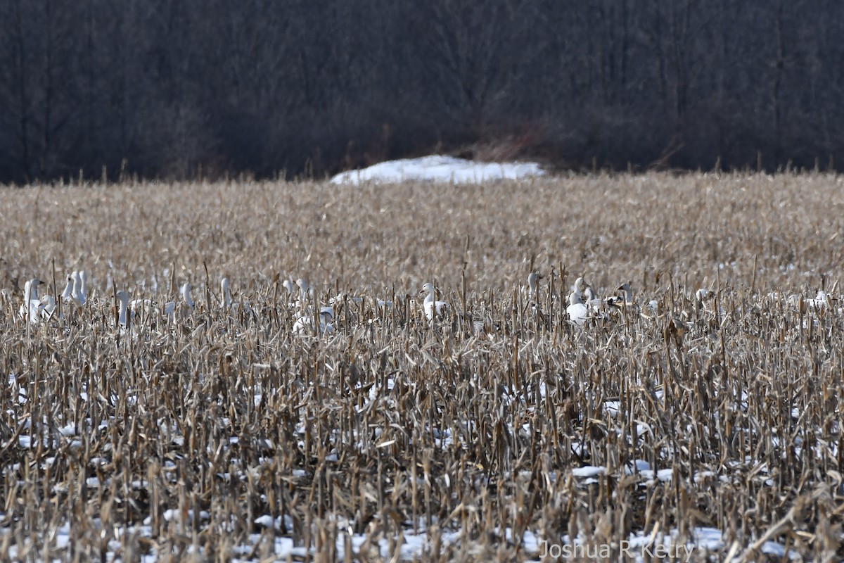 Snow Goose - ML89424411