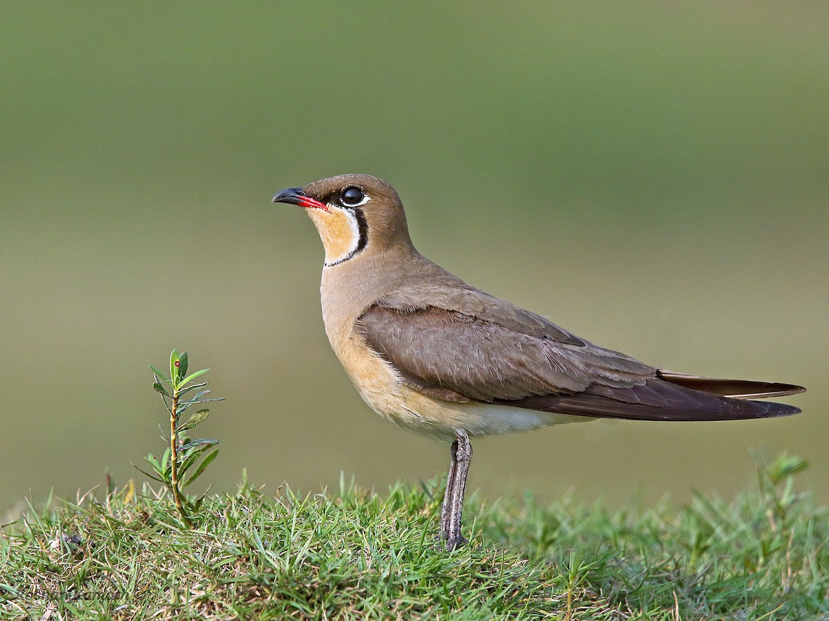Oriental Pratincole - Roshan  Kamath