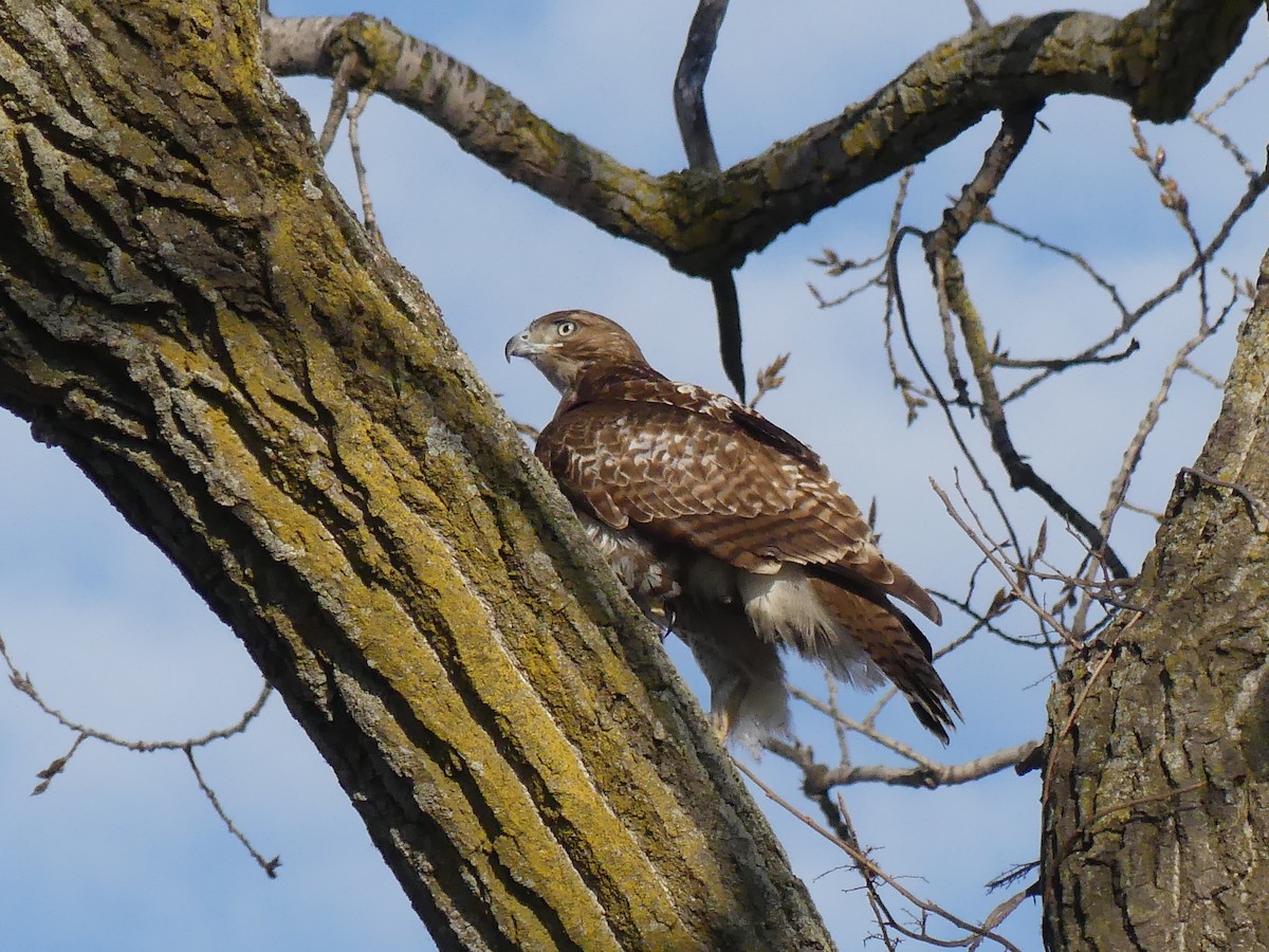 Red-tailed Hawk - ML89425281
