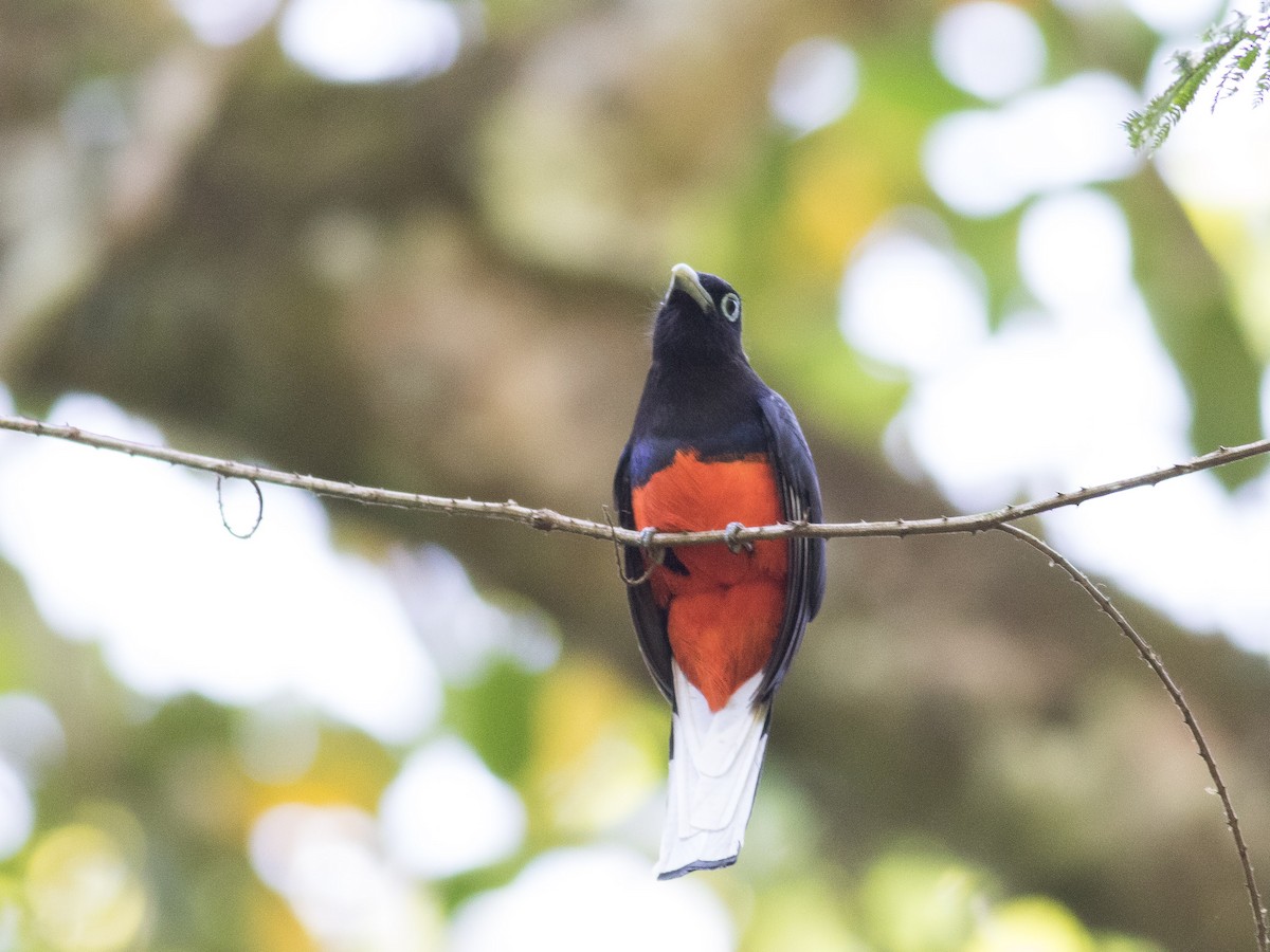 Baird's Trogon - ML89425411