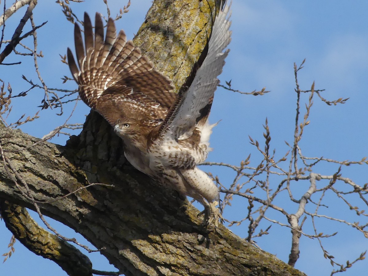 Red-tailed Hawk - ML89425791