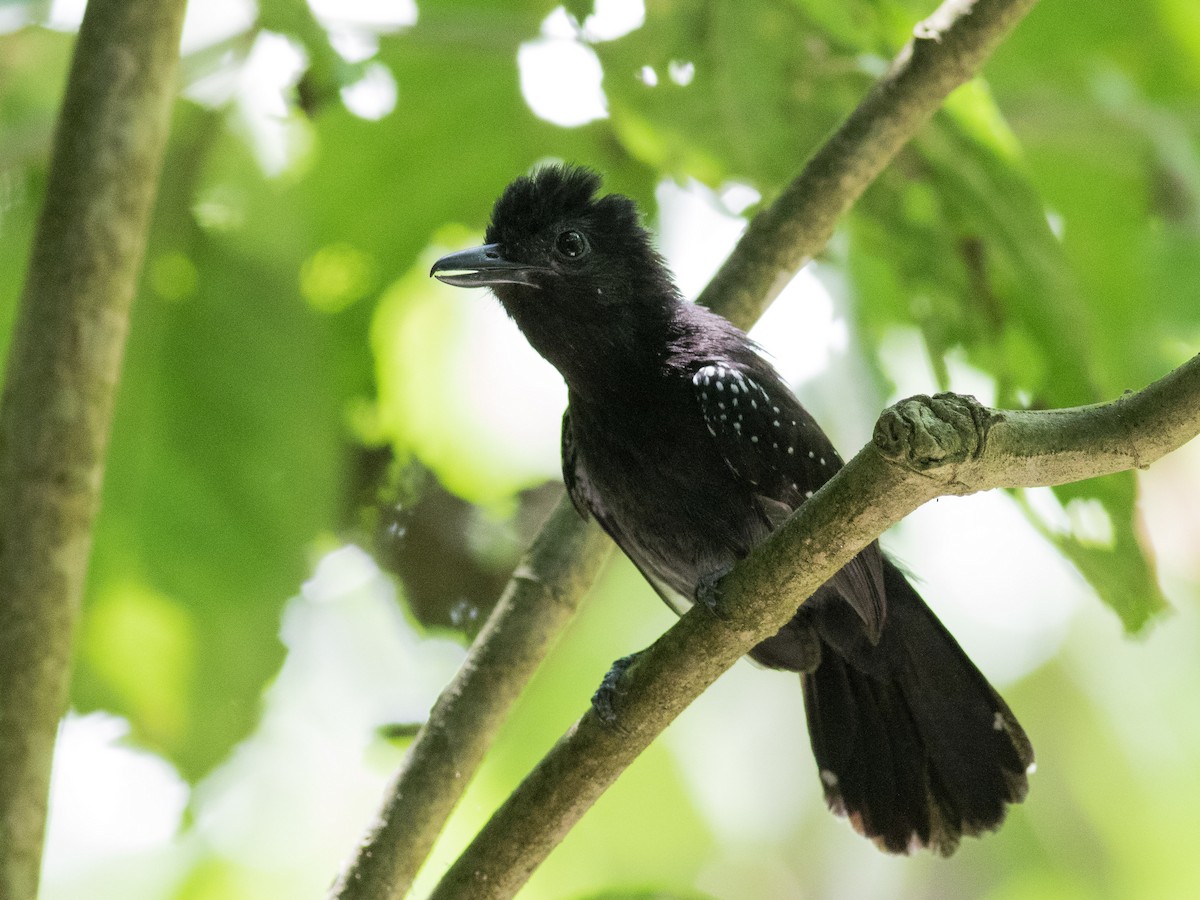 Black-hooded Antshrike - ML89426041