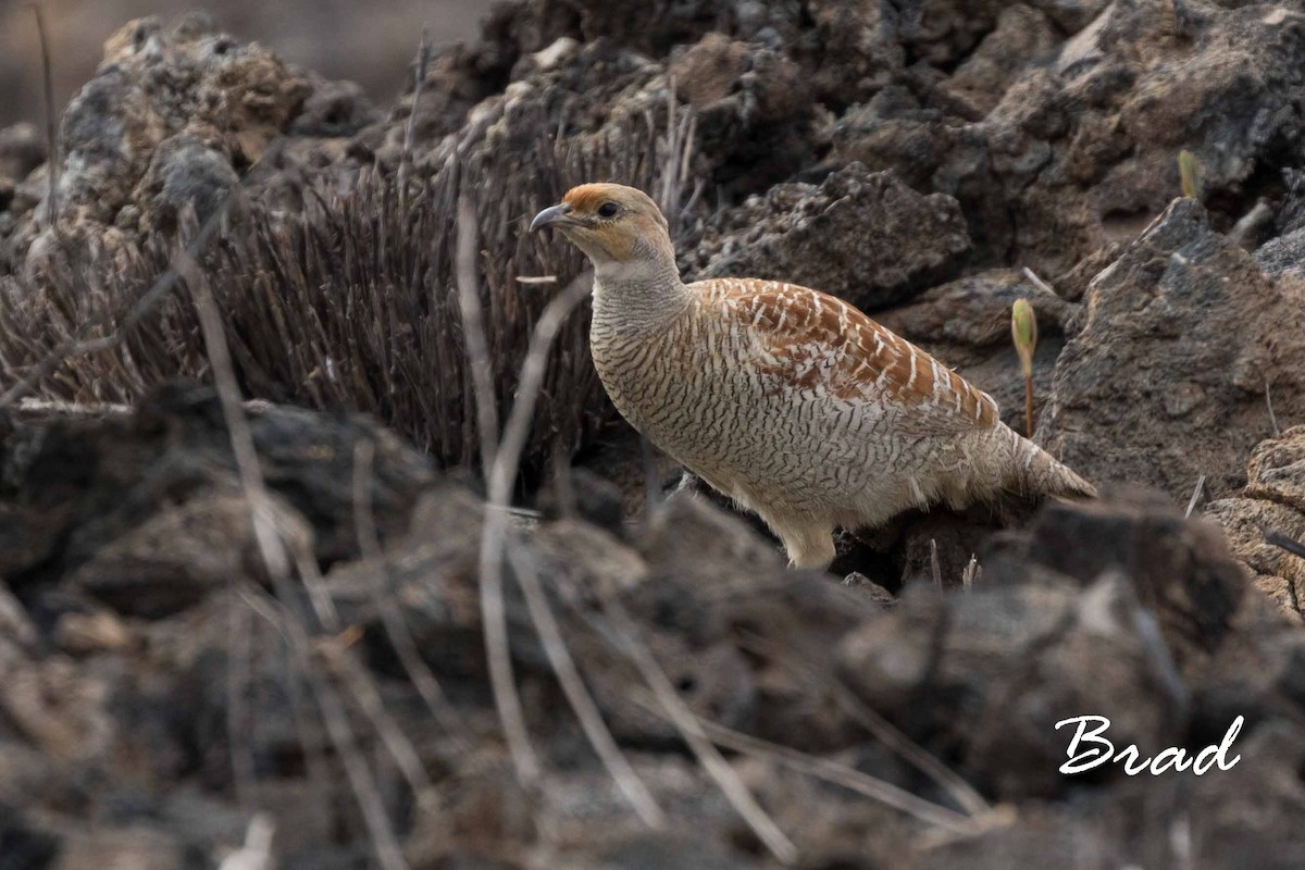 Gray Francolin - ML89426141