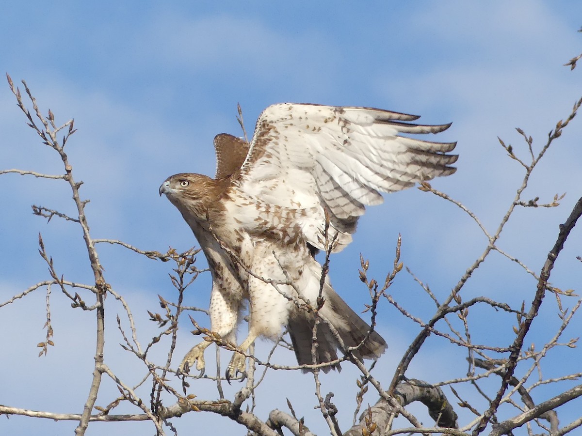 Red-tailed Hawk - ML89426151
