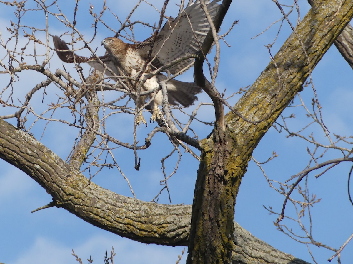 Red-tailed Hawk - ML89426251
