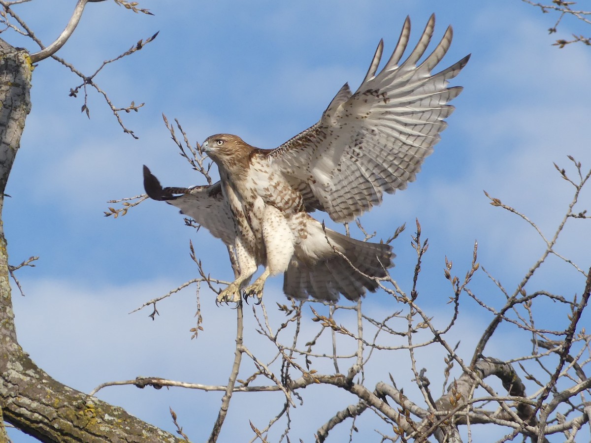 Red-tailed Hawk - ML89426261