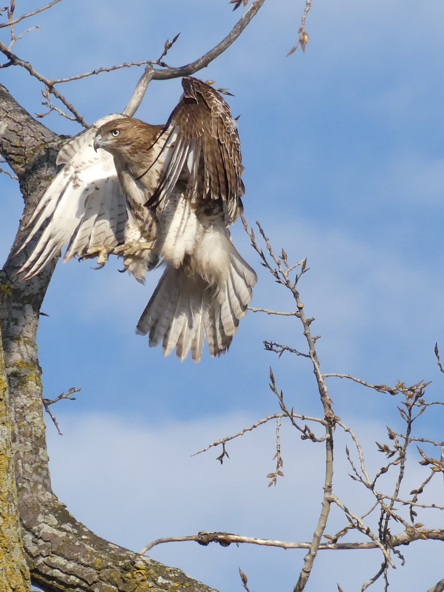 Red-tailed Hawk - ML89426521