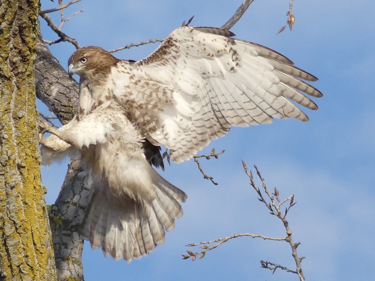 Red-tailed Hawk - ML89426531