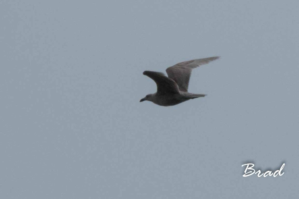 Glaucous-winged Gull - ML89426561