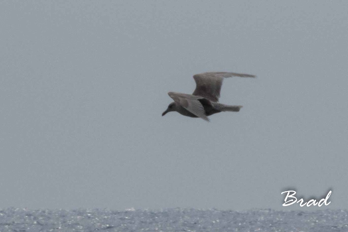 Glaucous-winged Gull - ML89426571