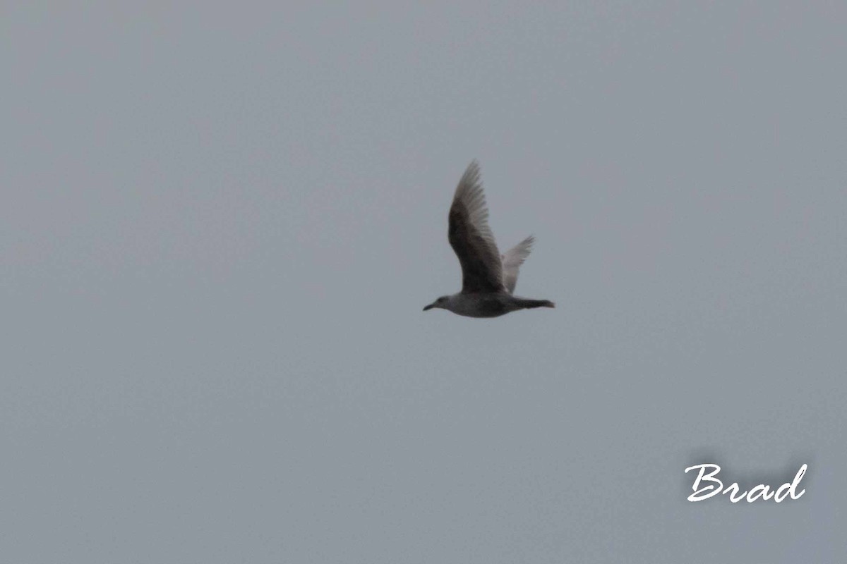 Glaucous-winged Gull - ML89426601