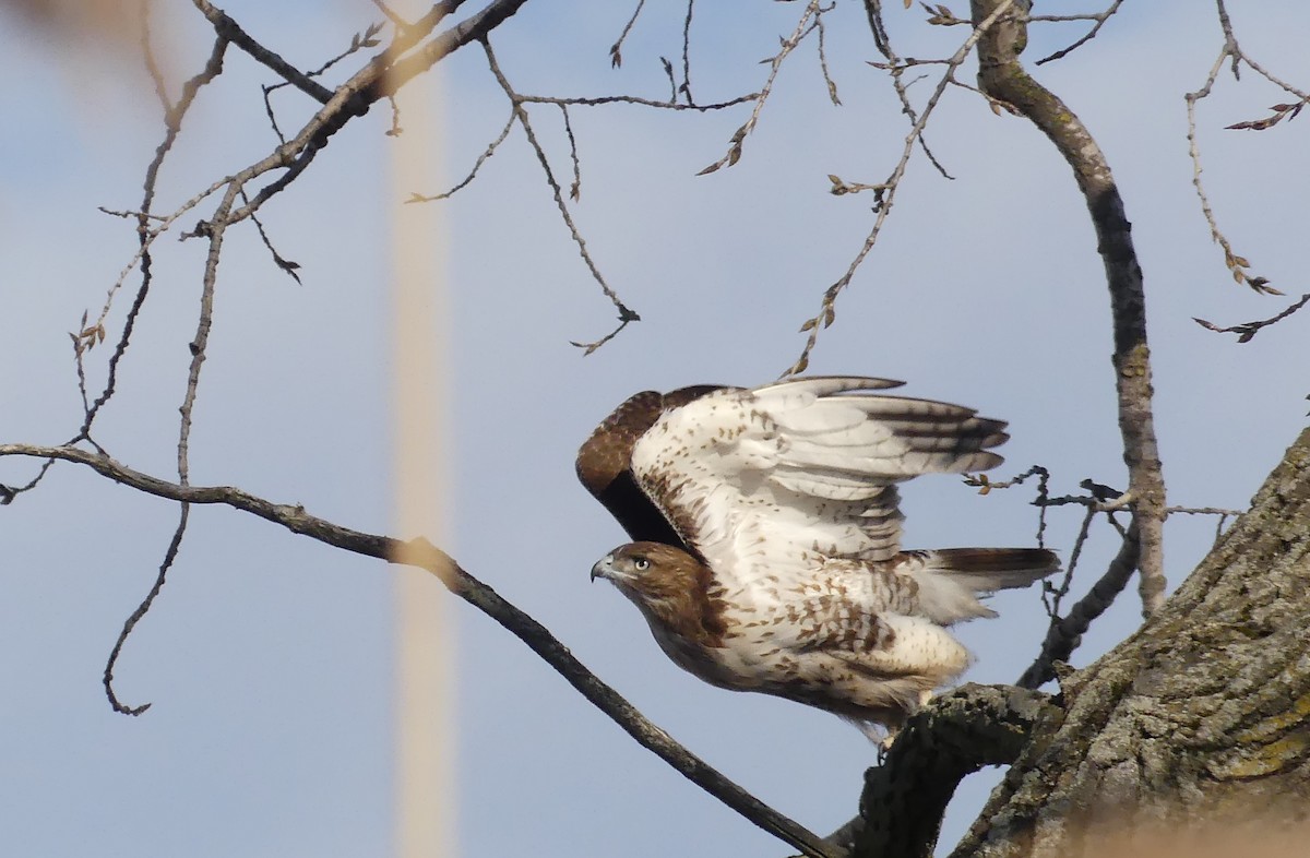 Red-tailed Hawk - ML89426781