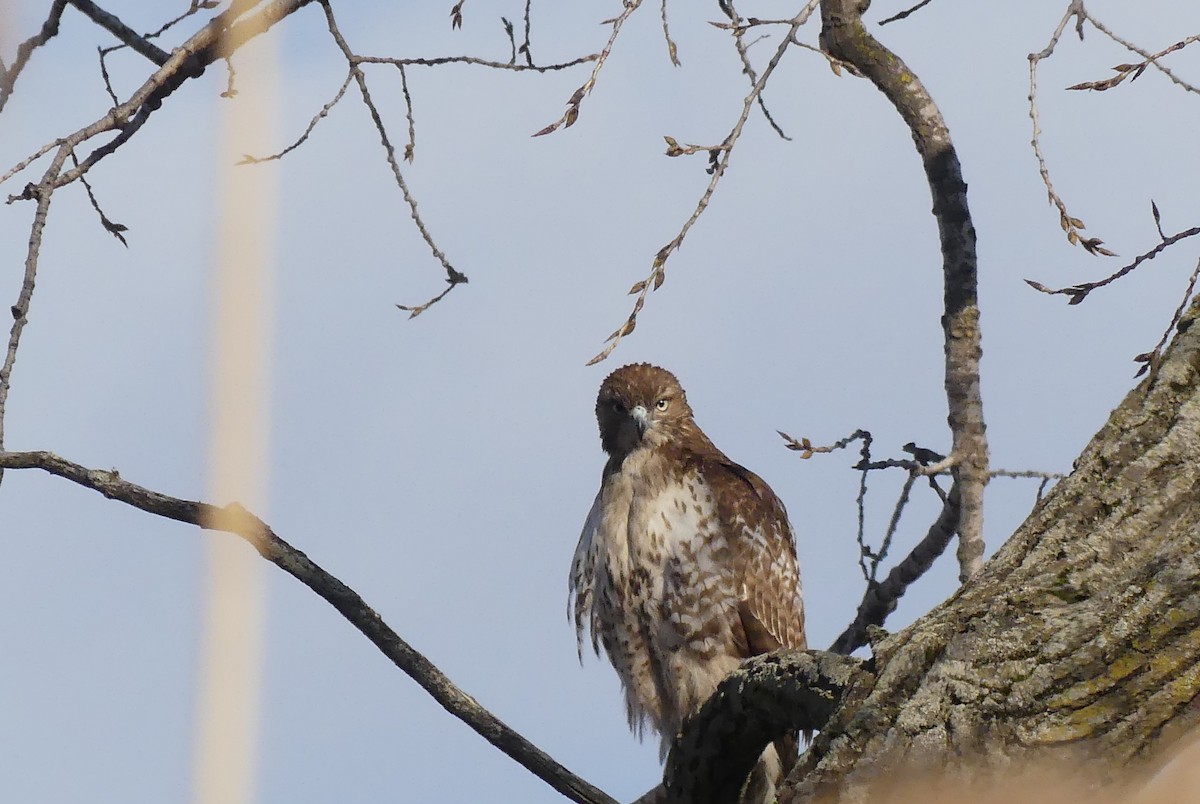 Red-tailed Hawk - ML89426951