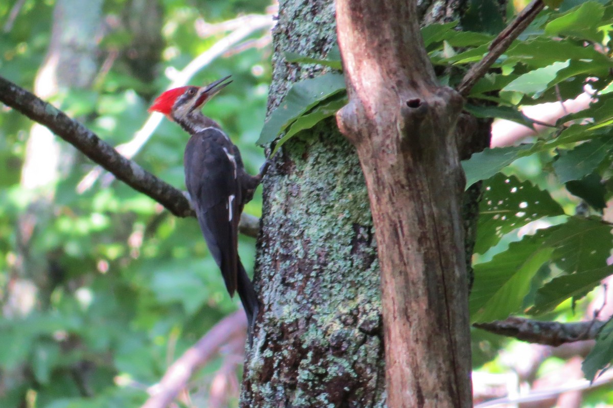 Pileated Woodpecker - Ken Hare