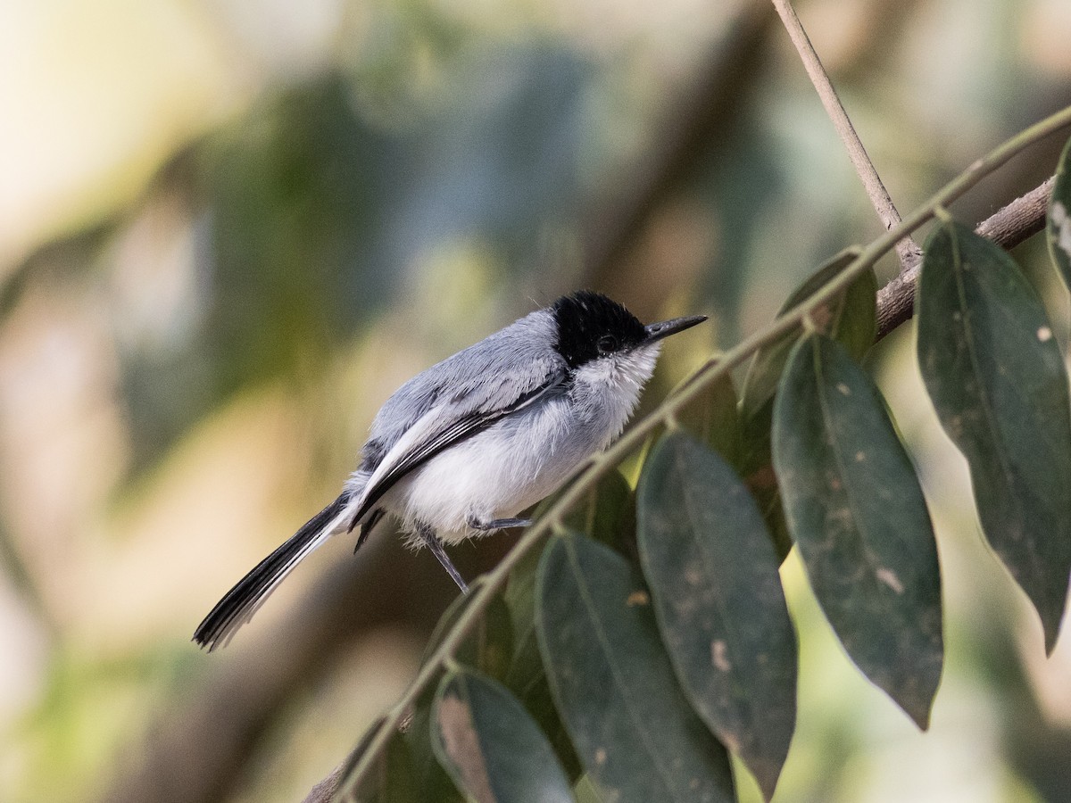 White-lored Gnatcatcher - ML89428581