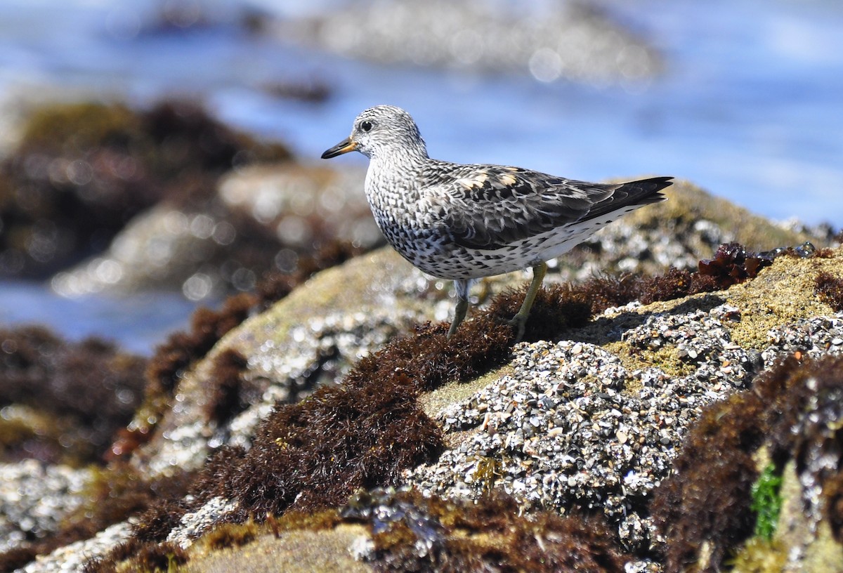 Surfbird - ML89429741