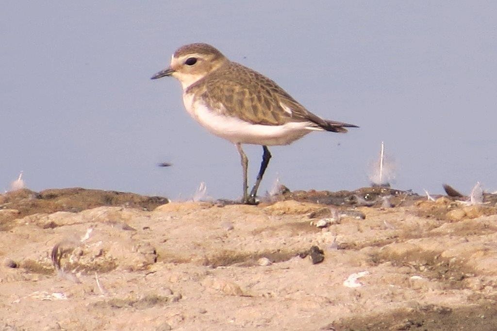 Double-banded Plover - ML89429761