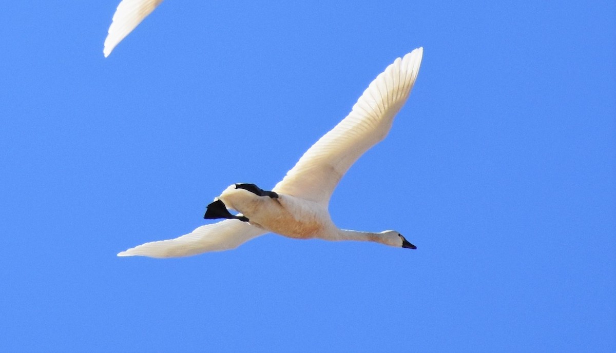 Tundra Swan - Gloria Beerman