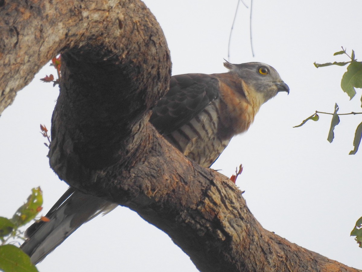 Pacific Baza - ML89433021