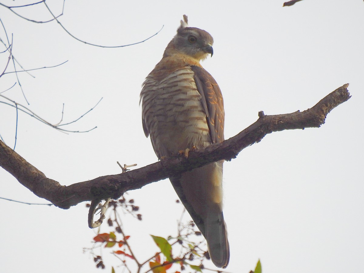 Pacific Baza - ML89433031