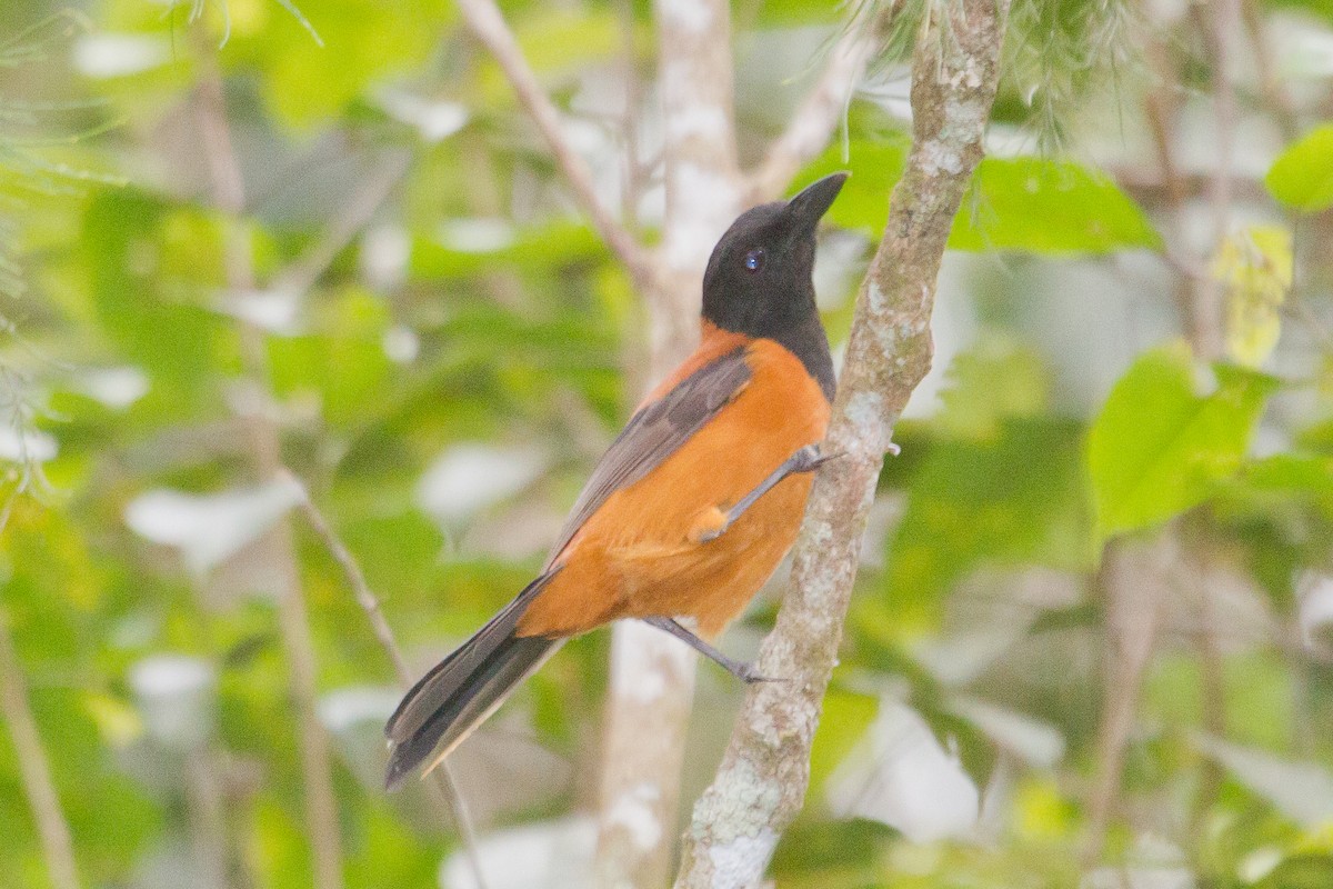 Pitohui bicolore - ML89434241