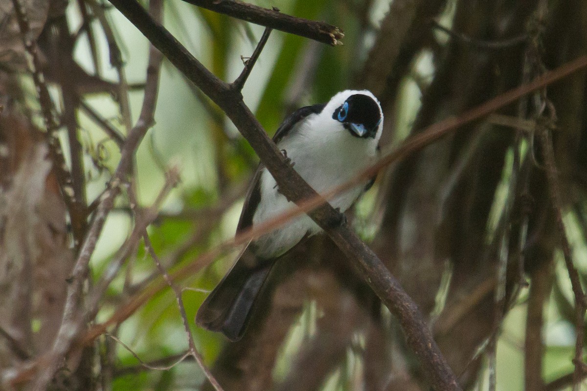 Frilled Monarch - ML89434321