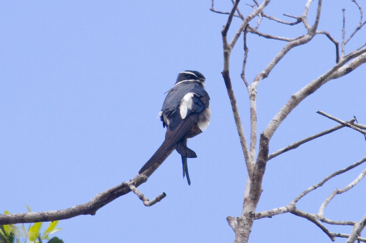 Vencejo Arborícola Bigotudo - ML89434331